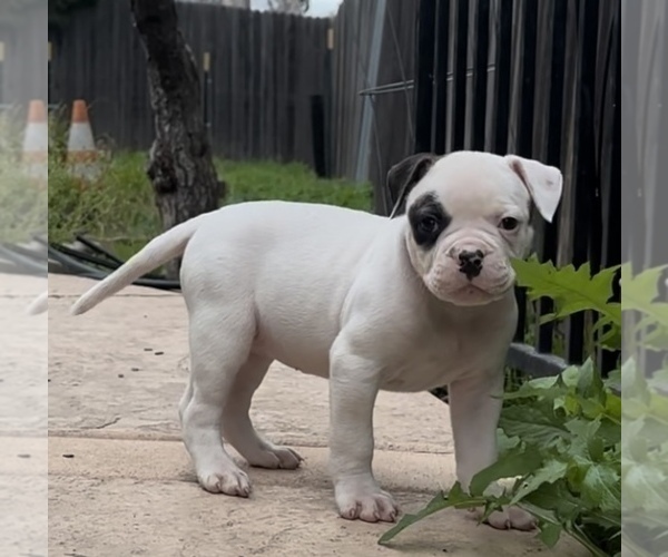 Medium Photo #8 American Bulldog Puppy For Sale in PLUMAS LAKE, CA, USA