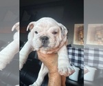 Small #13 Bulldog