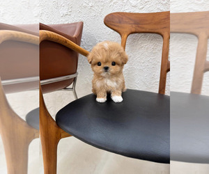 Maltipoo Puppy for sale in Ganghwa-gun, Incheon, Korea, South