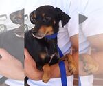 Samson - Male Chipin Dog for Adoption - Small photo