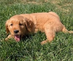 Small #1 Golden Retriever