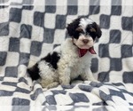 Small Photo #5 YorkiePoo Puppy For Sale in LAKELAND, FL, USA