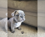 Small #3 French Bulldog