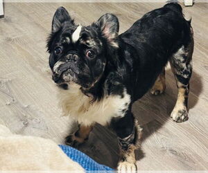 French Bulldog Dogs for adoption in New Orleans, LA, USA