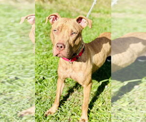 American Pit Bull Terrier-Unknown Mix Dogs for adoption in Manahawkin, NJ, USA