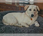 Small #2 Mutt