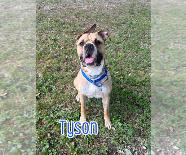 Medium Photo #5 Bulloxer Puppy For Sale in Port Clinton, OH, USA