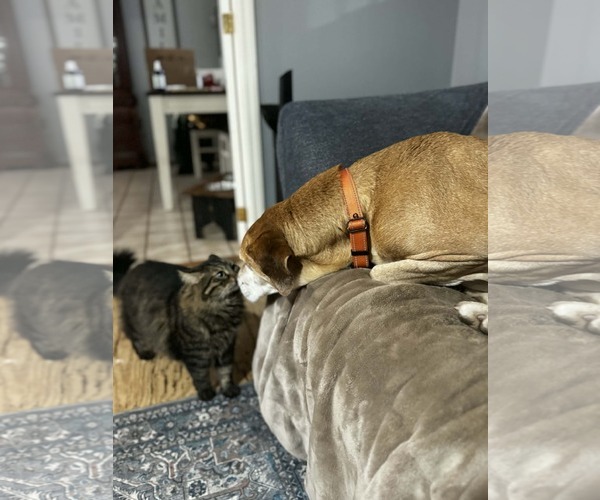 Medium Photo #7 Mutt Puppy For Sale in Stratham, NH, USA