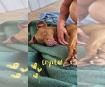 Small #7 American Pit Bull Terrier-American Staffordshire Terrier Mix