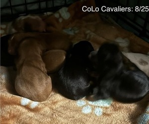 Cavalier King Charles Spaniel Litter for sale in ADDISON TOWNSHIP, MI, USA