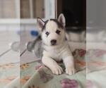 Puppy Puppy 3 Siberian Husky