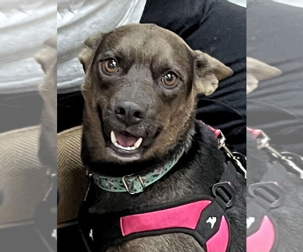 Medium Photo #2 Mutt Puppy For Sale in Mundelein, IL, USA