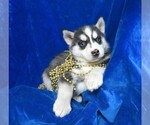 Small Photo #5 Siberian Husky Puppy For Sale in GROVESPRING, MO, USA