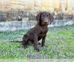 Small #4 Labradoodle