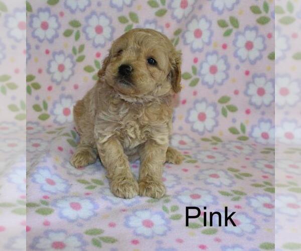 Medium Photo #3 Goldendoodle (Miniature) Puppy For Sale in LIBERTY, NC, USA