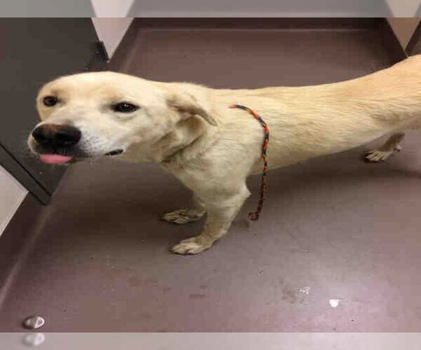 Medium Photo #1 Labrador Retriever-Unknown Mix Puppy For Sale in Norman, OK, USA