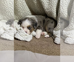 Small Photo #4 Miniature Australian Shepherd Puppy For Sale in HARTFORD, KY, USA