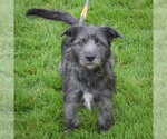 Small #3 Mutt