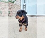 Small Photo #2 Rottweiler Puppy For Sale in LEOLA, PA, USA