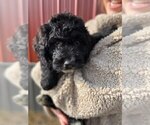 Small Photo #6 Bernedoodle Puppy For Sale in CONNERSVILLE, IN, USA