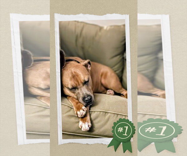 Medium Photo #2 American Staffordshire Terrier-Labrador Retriever Mix Puppy For Sale in columbia, SC, USA