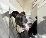 Small American Pit Bull Terrier Mix
