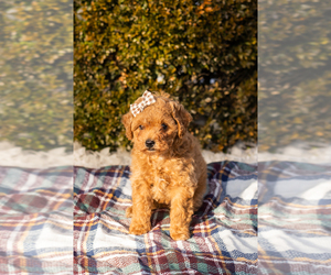 Miniature Labradoodle Puppy for sale in NAPPANEE, IN, USA