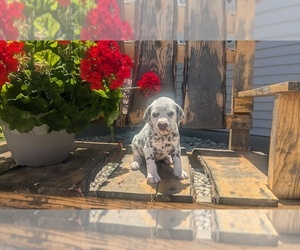 Dalmatian Puppy for Sale in GOSHEN, Indiana USA