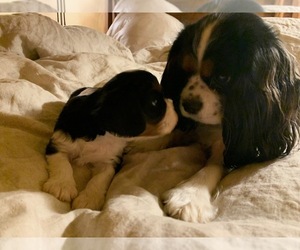 Mother of the Cavalier King Charles Spaniel puppies born on 01/23/2024