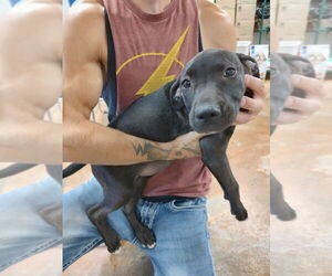 American Pit Bull Terrier-Unknown Mix Dogs for adoption in Bolivar, MO, USA