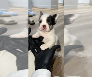 French Bulldog Puppy for sale in LEMOORE, CA, USA