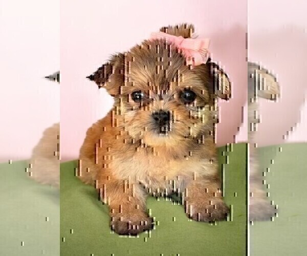 Medium Photo #18 Morkie Puppy For Sale in WINTER PARK, FL, USA