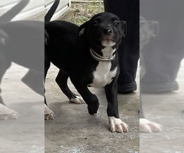 Medium Photo #1 American Pit Bull Terrier-Labrador Retriever Mix Puppy For Sale in Waco, TX, USA