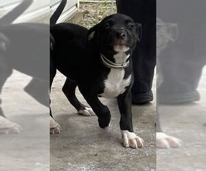American Pit Bull Terrier-Labrador Retriever Mix Dogs for adoption in Waco, TX, USA