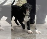 Small American Pit Bull Terrier-Labrador Retriever Mix