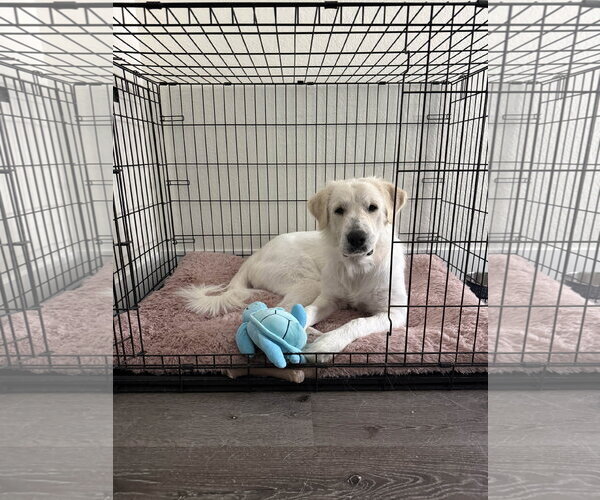 Medium Photo #3 Great Pyrenees Puppy For Sale in Spring, TX, USA