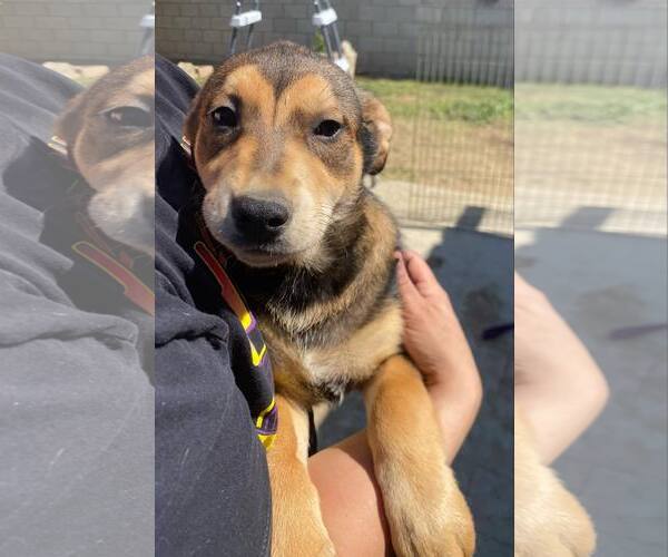 Medium Photo #3 Mutt Puppy For Sale in La Verne, CA, USA