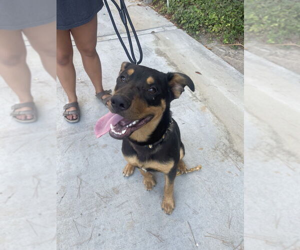 Medium Photo #12 American Pit Bull Terrier-Unknown Mix Puppy For Sale in Dana Point, CA, USA