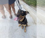 Small #11 American Pit Bull Terrier Mix