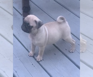 Pug Dog for Adoption in CHATTANOOGA, Tennessee USA