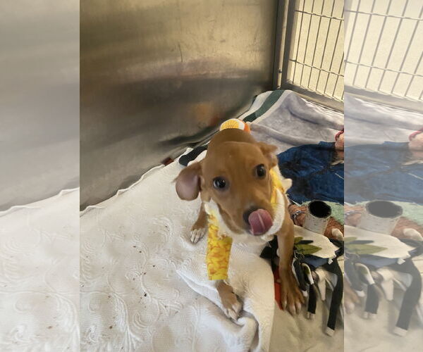 Medium Photo #10 Beagle-Chihuahua Mix Puppy For Sale in San Francisco, CA, USA