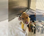 Small #9 Beagle-Chihuahua Mix
