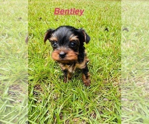Yorkshire Terrier Puppy for sale in BROOKHAVEN, MS, USA