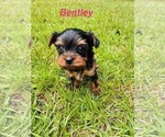 Image preview for Ad Listing. Nickname: Litter of 3