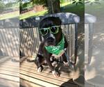 Small #6 Staffordshire Bull Terrier Mix