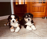 Small Photo #3 Miniature Australian Shepherd Puppy For Sale in CRESTLINE, CA, USA
