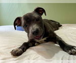Small #1 American Staffordshire Terrier-Staffordshire Bull Terrier Mix