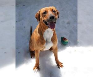 Labrador Retriever-Rhodesian Ridgeback Mix Dogs for adoption in Chula Vista, CA, USA