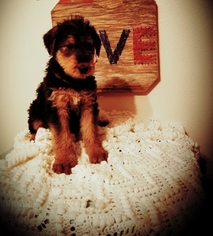 Airedale Terrier Puppy for sale in CALDWELL, ID, USA