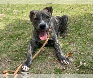 American Pit Bull Terrier Dogs for adoption in Orange, CA, USA